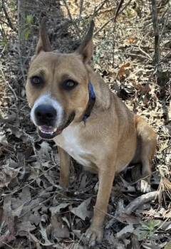 Tchula -  English Bulldog and Australian Cattle Dog Blue Heeler Dog for Adoption in Watertown, Connecticut - Tchula | PetCurious