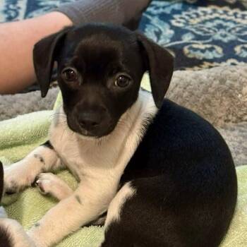 Rescue Chihuahua and Rat Terrier Dogs for Adoption in Erie, Pennsylvania - Marshall | PetCurious