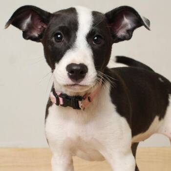 Rat Terrier Dogs Available for Adoption in Minnetonka, Minnesota - Aboo D68953 | PetCurious