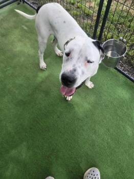 Maximus -  Great Dane Dog for Adoption in Lakeland, Florida - Maximus | PetCurious