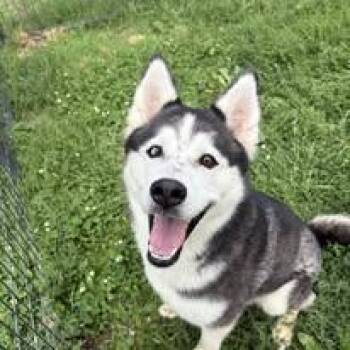 Artemis -  Husky Dog for Adoption in Mcpherson, Kansas - Artemis | PetCurious