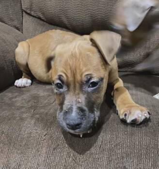 Mixed Breed Dogs Available for Adoption in Warren, Michigan - Goliath | PetCurious