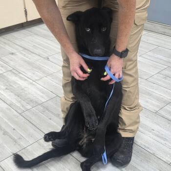 LIQUORICE GS -  German Shepherd Dog Dog for Adoption in Lucas, Texas - LIQUORICE GS | PetCurious
