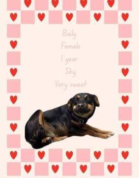 Mixed Breed Dogs Available for Adoption in Statesville, North Carolina - Bailey | PetCurious