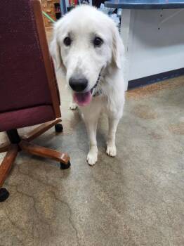 Freya -  Great Pyrenees Dog for Adoption in Brownwood, Texas - Freya | PetCurious
