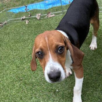 Beagle Dogs Available for Adoption in Kent, Washington - Brooks | PetCurious