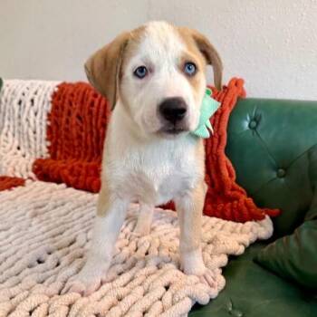 Queen Sweet Thing -  Great Pyrenees and Labrador Retriever Dog for Adoption in Friendswood, Texas - Queen Sweet Thing | PetCurious