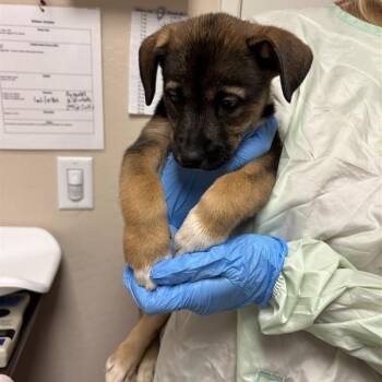 Greta -  German Shepherd Dog Dog for Adoption in Tempe, Arizona - Greta | PetCurious