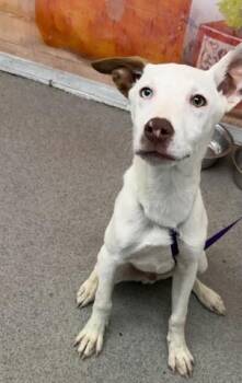 DEXTER -  Pit Bull Terrier and Mixed Breed Dog for Adoption in San Bernardino, California - DEXTER | PetCurious