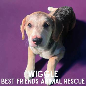 Wiggle -  Pit Bull Terrier Dog for Adoption in Wasilla, Alaska - Wiggle | PetCurious