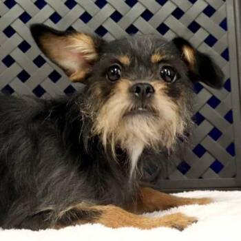Murphy -  Terrier Dog for Adoption in Midland, Texas - Murphy | PetCurious