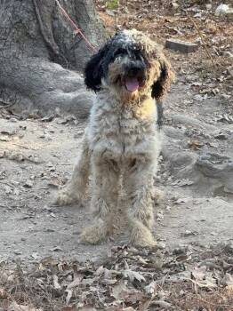 Jaco -  Poodle Dog for Adoption in Columbia, Tennessee - Jaco | PetCurious