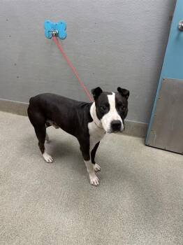 SPACE WAVE -  Pit Bull Terrier Dog for Adoption in Las Vegas, Nevada - SPACE WAVE | PetCurious