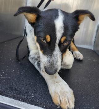 Border Collie Dogs Available for Adoption - LIZ | PetCurious