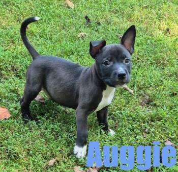Auggie -  Terrier and Mixed Breed Dog for Adoption in Ellicott City, Maryland - Auggie | PetCurious