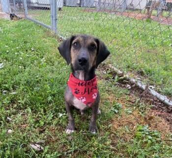 Hound Dogs Available for Adoption in Fayetteville, Arkansas - Legend | PetCurious