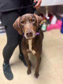 Doberman Pinscher and Mixed Breed Dogs Available for Adoption in Chillicothe, Ohio - Priscilla | PetCurious