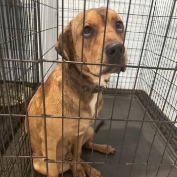 Bolt -  Mixed Breed Dog for Adoption in Port Charlotte, Florida - Bolt | PetCurious