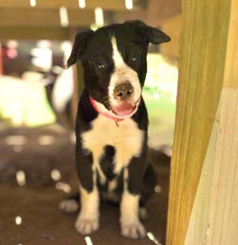 Little Leana -  Mixed Breed Dog for Adoption in Ellijay, Georgia - Little Leana | PetCurious