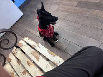 Rescue German Shepherd Dog and Border Collie Dogs for Adoption in Haslet, Texas - Cane | PetCurious