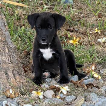 Blaze -  Mixed Breed Dog for Adoption in San Diego, California - Blaze | PetCurious