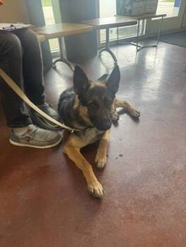 German Shepherd Dog and Mixed Breed Dogs Available for Adoption in New Orleans, Louisiana - Tanner | PetCurious