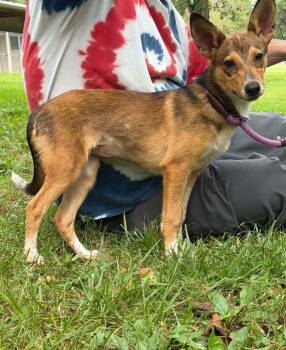 Pretzel -  Feist Dog for Adoption in Midland, Virginia - Pretzel | PetCurious