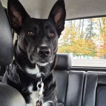 Boo-burs -  German Shepherd Dog and Black Labrador Retriever Dog for Adoption in Grand Rapids, Minnesota - Boo-burs | PetCurious