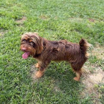 Norfolk Terrier and Mixed Breed Dogs Available for Adoption in Carencro, Louisiana - Money Pieces | PetCurious