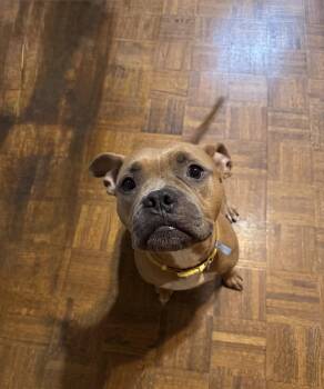 Nugget -  American Staffordshire Terrier Dog for Adoption in Holly Springs, North Carolina - Nugget | PetCurious