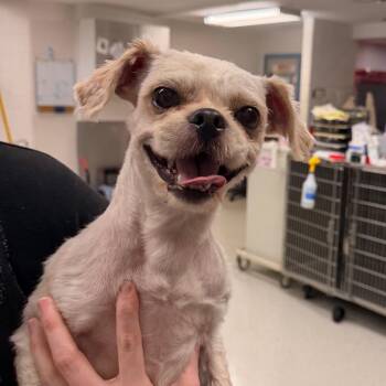 Princeton -  Shih Tzu Dog for Adoption in Indianapolis, Indiana - Princeton | PetCurious