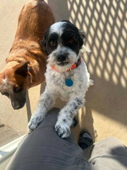 Shih Tzu Dogs Available for Adoption in Jefferson City, Missouri - Charlie | PetCurious