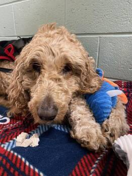 Rescue Goldendoodle Dogs for Adoption in Hudson, Massachusetts - Gracie | PetCurious