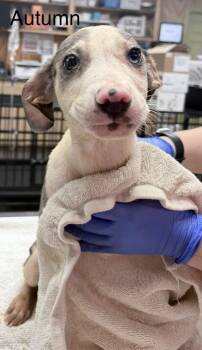 Rescue Catahoula Leopard Dog Dogs for Adoption in Crystal Springs, Mississippi - Autumn | PetCurious