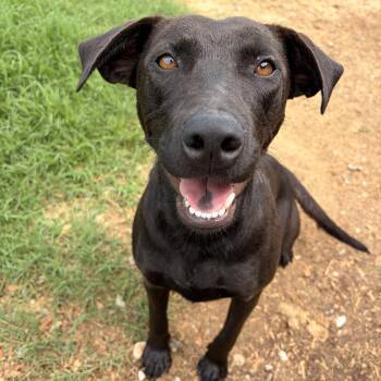 Molly -  Black Labrador Retriever Dog for Adoption in Melbourne, Arkansas - Molly | PetCurious