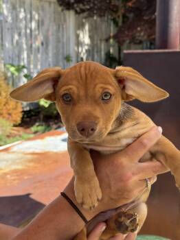 Blue -  Chihuahua and Dachshund Dog for Adoption in Silverdale, Washington - Blue | PetCurious