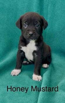 Rescue Pointer and Mixed Breed Dogs for Adoption in De Soto, Iowa - Honey Mustard | PetCurious