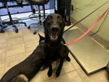 Rescue German Shepherd Dog and Mixed Breed Dogs for Adoption in Grand Prairie, Texas - REMOTE CONTROL | PetCurious