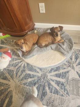 Bean and Frank -  Dachshund Dog for Adoption in Lima, Ohio - Bean And Frank | PetCurious