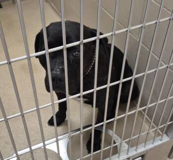 JACK -  Mastiff and Mixed Breed Dog for Adoption in Decatur, Illinois - JACK | PetCurious