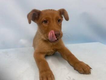 Sullivan -  Hound and Mixed Breed Dog for Adoption in Golden Valley, Minnesota - Sullivan | PetCurious