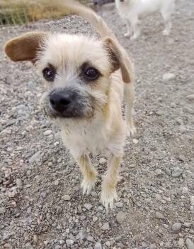 Bella -  Chihuahua and Wire Fox Terrier Dog for Adoption in Oroville, Washington - Bella | PetCurious