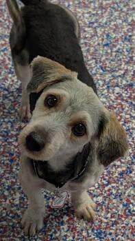 Cookie in TN -  Yorkshire Terrier Dog for Adoption in Shelbyville, Tennessee - Cookie In TN | PetCurious