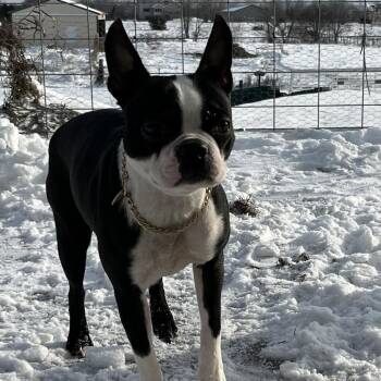 Boston Terrier Dogs Available for Adoption - Bonita D10676 | PetCurious