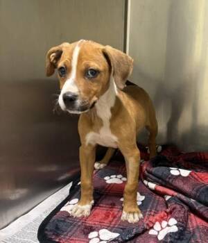 Linny -  Pit Bull Terrier and Mixed Breed Dog for Adoption in Westland, Michigan - Linny | PetCurious