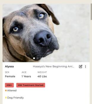 Rescue Mixed Breed Dogs for Adoption in Rayne, Louisiana - Alyssa | PetCurious