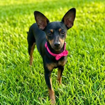 Miniature Pinscher Dogs Available for Adoption in Las Vegas, Nevada - Bonnie | PetCurious