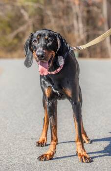 Black And Tan Coonhound Dogs Available for Adoption in Lexington, Massachusetts - Dolly | PetCurious