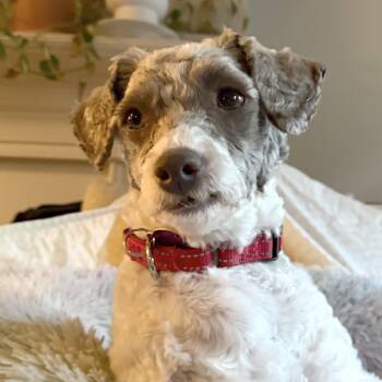Poodle Dogs Available for Adoption - Jack | PetCurious