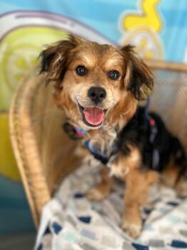 Spaniel Dogs Available for Adoption in Yakima, Washington - Petey | PetCurious